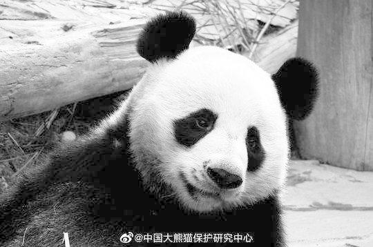旅泰大熊猫“创创”死亡死因有待调查