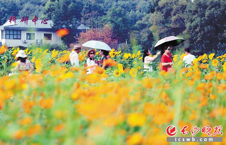 省森林植物园10万株向日葵盛开，吸引了众多市民、游客来此游玩。长沙晚报全媒体记者周柏平 通讯员彭炜摄影报道