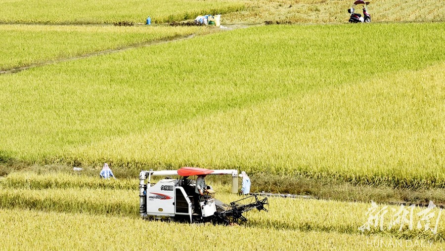 跨省作业 助力收割 新湖南www.hunanabc.com