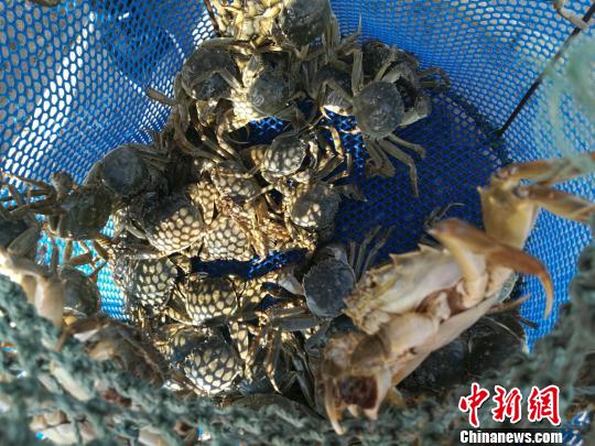 阳澄湖大闸蟹开捕时间错过黄金期 蟹农全力备战重阳节 新湖南www.hunanabc.com