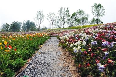 国庆期间15万盆鲜花扮靓怀化城区
