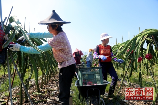 漳浦县石榴镇攀龙村总人口数_漳浦县石榴镇地图