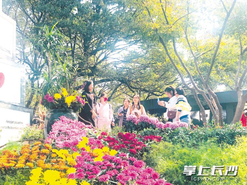 岳麓山上,美丽的菊花吸引不少市民前来“打卡”。长沙晚报全媒体记者 洪虹 通讯员 杨妍花 曾蓉 摄影报道