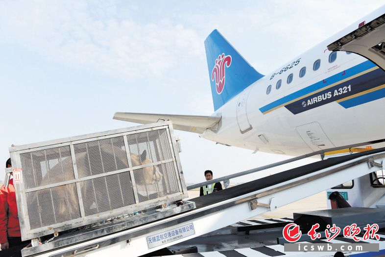 11月21日，大熊猫“君君”和“真真”从长沙搭乘南航航班返回家乡。 长沙晚报通讯员 黄熠 李云翔 摄影报道