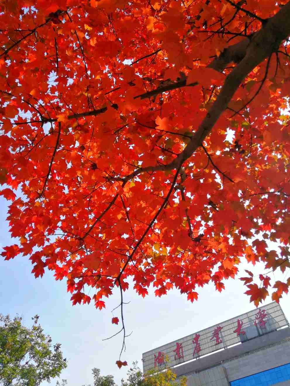 王焕初  摄于湖南农业大学