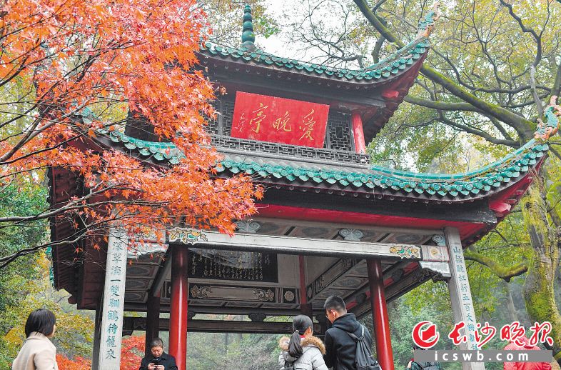 12月1日,市民在爱晚亭附近欣赏“万山红遍、层林尽染”的美景。未来一周,长沙天气晴朗,岳麓山将迎来红枫的最佳观赏期。 长沙晚报全媒体记者 邹麟 摄