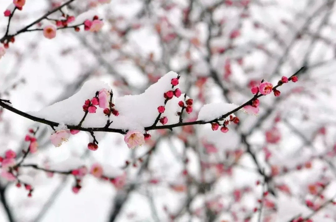 踏雪寻梅