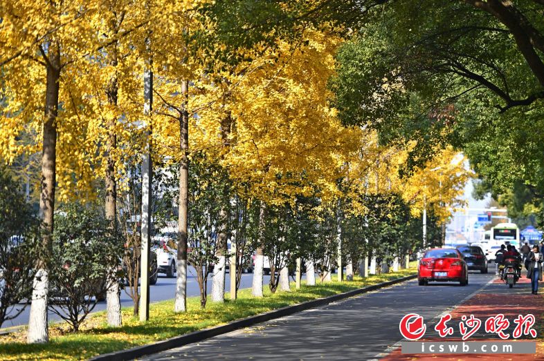 →穿行在行道树下，感觉走在森林中。