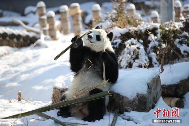     沈阳森林动物园的大熊猫在雪地里玩耍.