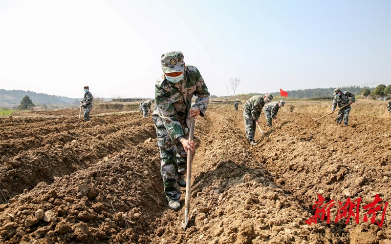 临澧:"民兵党员突击队"助力春耕生产