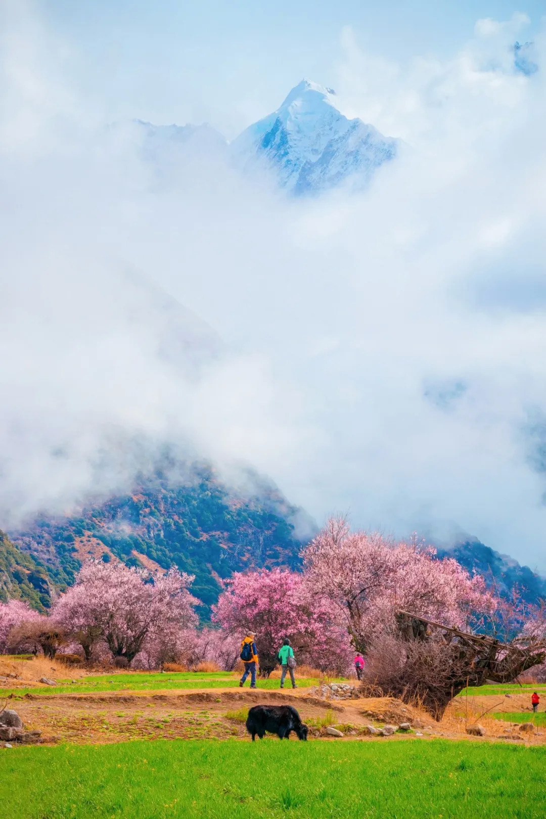 春天里的大树 - 中国摄影出版传媒有限责任公司