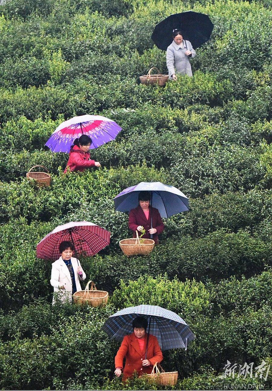 3月19日,嘉禾县石桥镇岐峰村茶场,驻村干部与村民在雨中采茶.