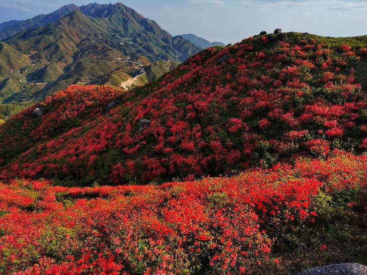 漫山红遍