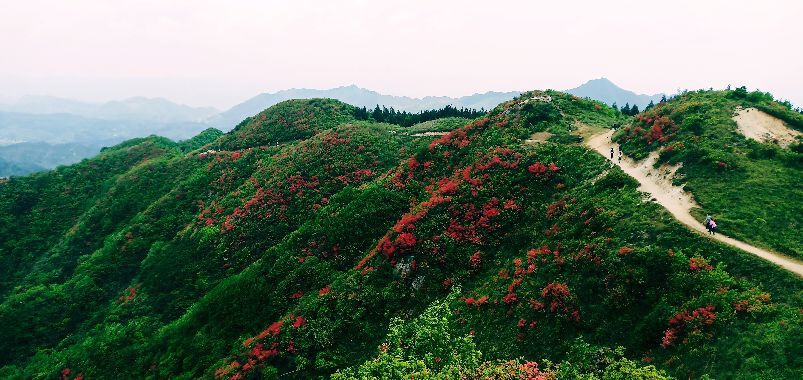 五月,常宁天堂山鲜花盛开,漫山遍野.张双胜 摄
