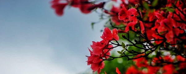花湘播报｜永州十万亩野生杜鹃铺成花海