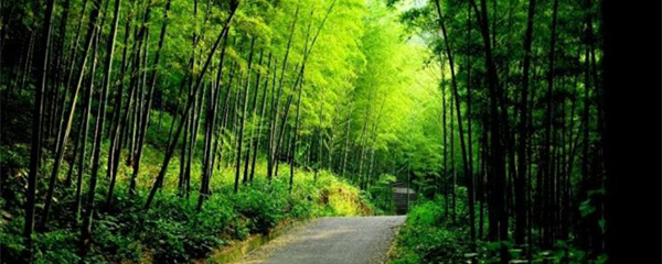 “洞庭南岸第一山”竟在长沙 山上竹海无边无际