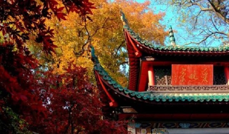 红枫芦苇梧桐，湖南最美的秋色已上线……
