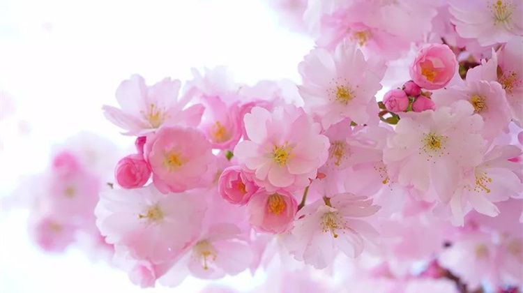 你的三月一定不能错过这样的日本樱花季！