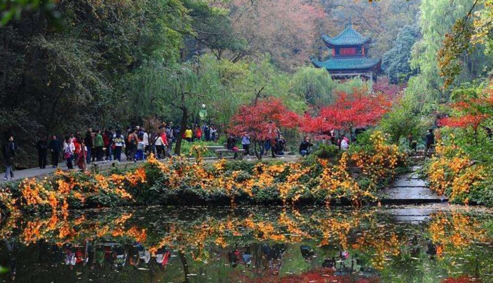 湖湘自然笔记丨木叶动，秋声起