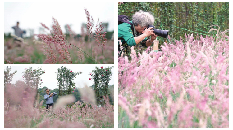 湖南省植物园又成了网红，原因是这片粉红色花海