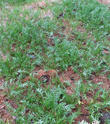 (这些种在湖南炎陵县酃峰上的玛卡长势喜人.