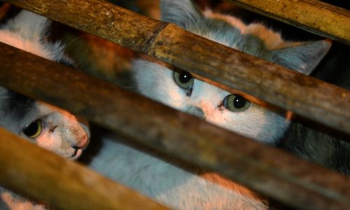 小猫们在笼中哀嚎著,有一种希望的眼神张望著前来救援的志愿者.