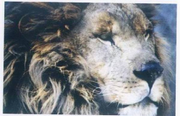 西非狮:1865年灭绝