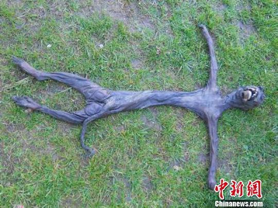 南非发现疑似"外星生物"或为狒狒