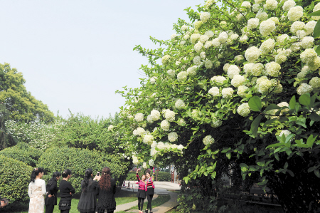 首届琼花艺术节明日开幕