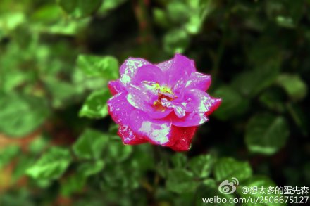 想太多的蛋先森