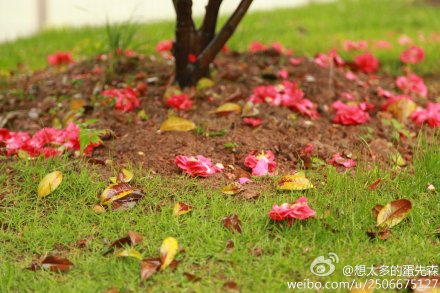 想太多的蛋先森