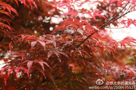 想太多的蛋先森