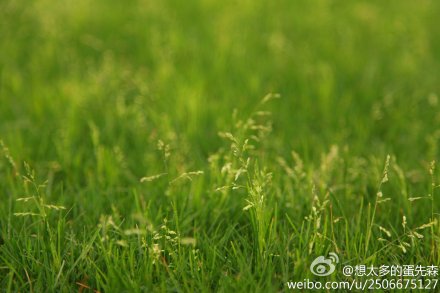 想太多的蛋先森