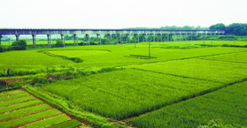 年轻姑娘三次推迟婚礼