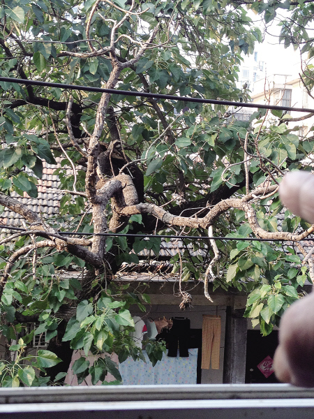 在开福区下麻园岭175号附近的一棵泡桐树上,一根大树枝干枯,快要掉