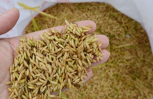 运用新技术粉垄栽培杂交水稻增产1017