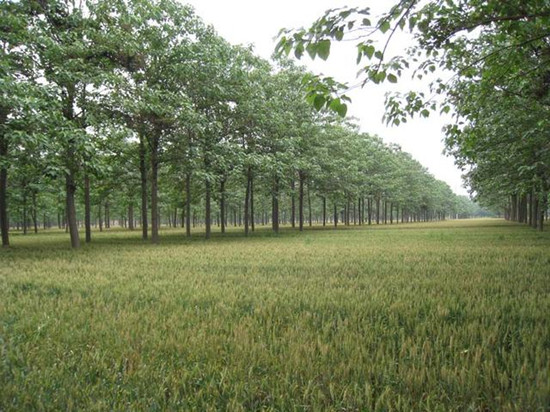 助力泡桐种植传播低碳理念