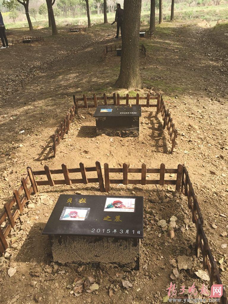 男子开宠物殡葬公司既可火化还能树葬墓葬图