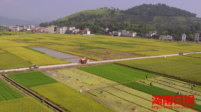 7月13日,新宁县飞仙桥乡夏家村万亩双季稻高产种植示范基地,农民在忙