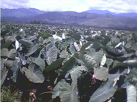 抗战故事.民兵｜江永县桃川镇锦堂村村民自发打鬼子