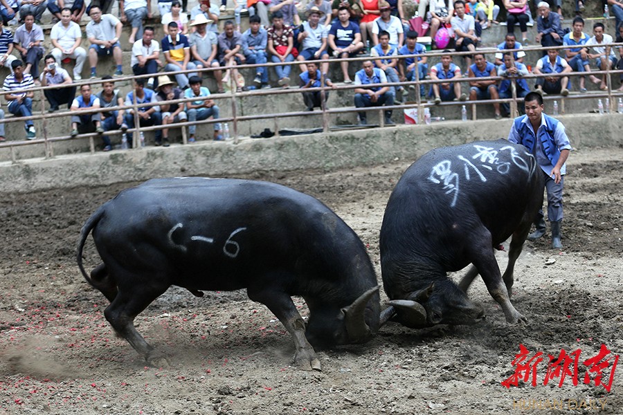 广西三江县看斗牛