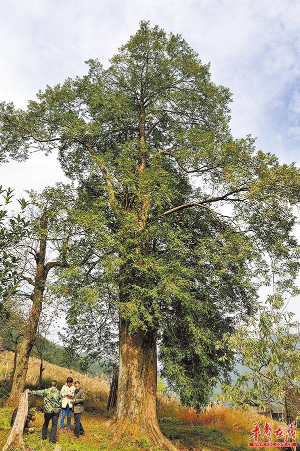 永州发现树龄达1300多年的红豆杉