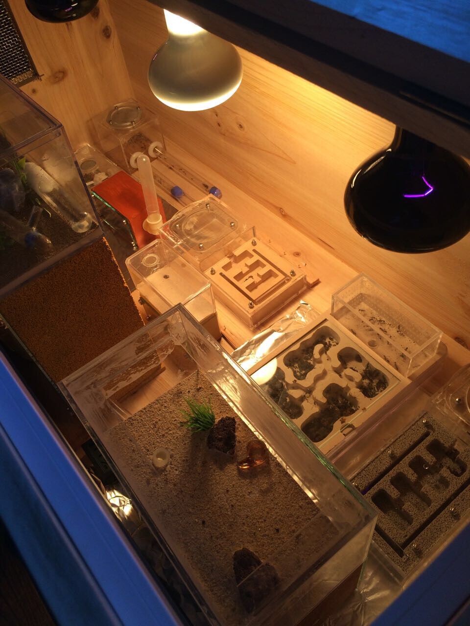 资料图蚂蚁也挑食专吃活蟑螂或蟋蟀在饲养蚂蚁过程中,顾先生也遇到