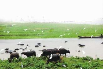 罗先东代表：加大西洞庭湖湿地保护力度