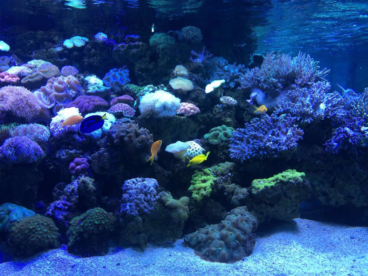 长沙海底世界【游乐园】