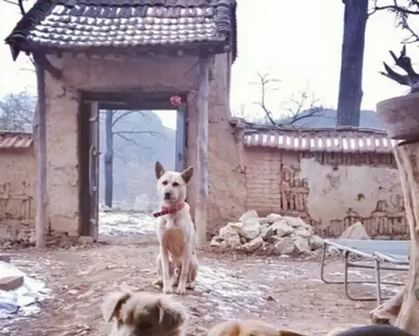 他27岁，在终南山里，花4000元过上了最诗意的春夏秋冬