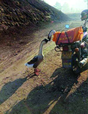 情人节网红鹅分离后真实结局公布令人泪流满面