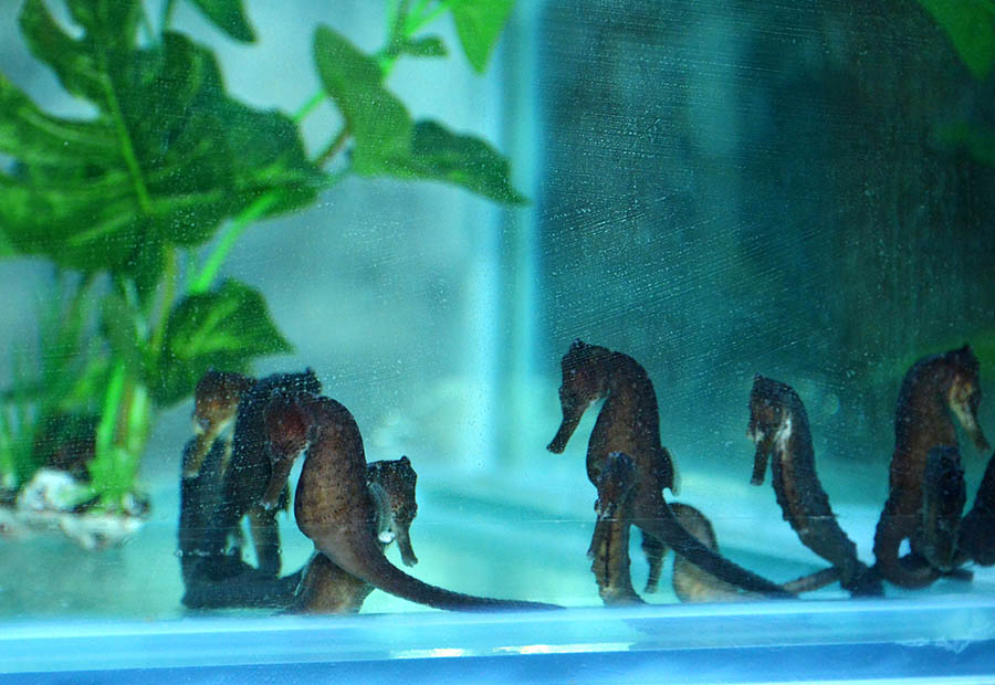 突破海马养殖中的疾病难题,成功实现海马的人工