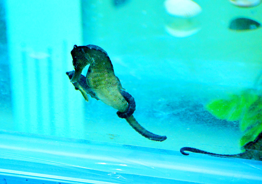 突破海马养殖中的疾病难题,成功实现海马的人工