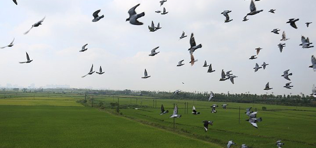 “和平鸽”，在田野飞翔——记“全国岗位学雷锋标兵”郭远红